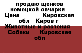 продаю щенков немецкой овчарки › Цена ­ 5 000 - Кировская обл., Киров г. Животные и растения » Собаки   . Кировская обл.